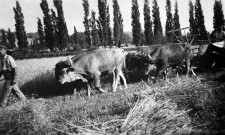 Vaunaveys-la-Rochette.- Attelage de bœufs tirant une batteuse à Vaunaveys en juillet 1942.