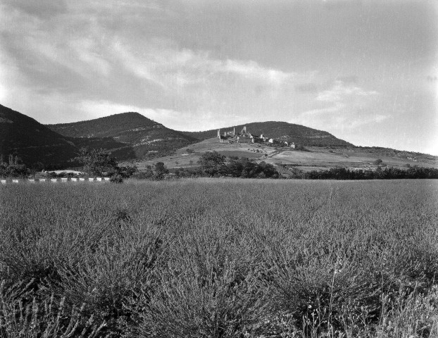 Le Pègue. - Un champ de lavande, au fond les vestiges du vieux village.