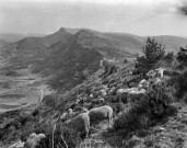 Laborel. - Un troupeau de moutons au col de Perty.