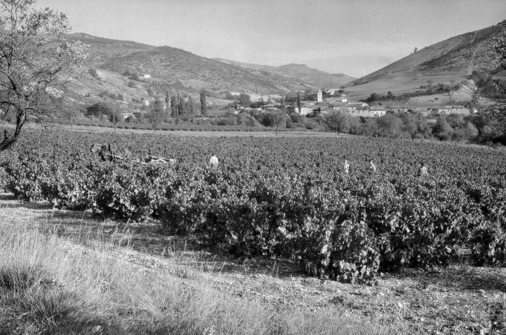 Curnier. - Les vendanges