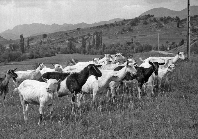 Vesc.- Troupeau de chèvres.