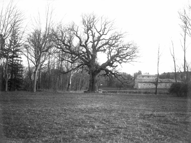 Charols, château de Salettes. - Le gros chêne et la Tuilerie, vue depuis le pré.