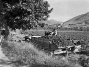 Curnier. - Les vendanges