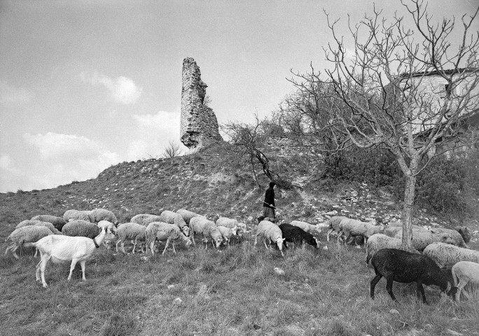 Mirabel-et-Blacons. - Troupeau de moutons au vieux village de Mirabel.