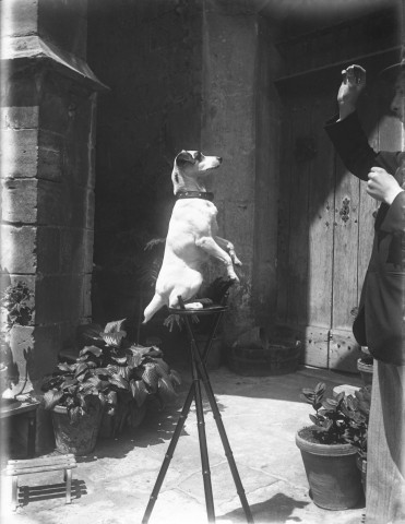 Arles (Bouches-du-Rhône), maison de Courtois, 4 rue du cloître. - Chien, de type Jack Russell terrier, faisant le beau, face à Jacques de Courtois tenant une croquette.