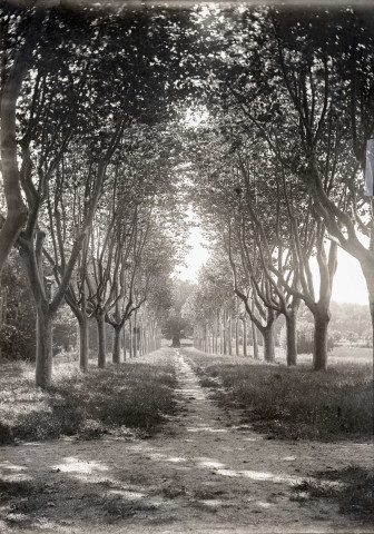 Charols, château de Salettes. - L'allée du gros chêne.