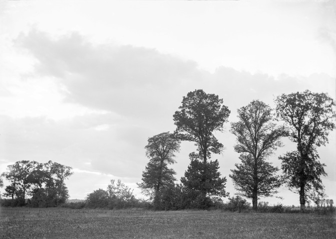 Jessains (Aube), usine de Beaulieu. - Coucher de soleil sur les chênes