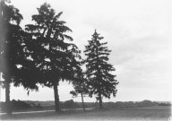 Jessains (Aube), usine de Beaulieu. - Coucher de soleil sur les sapins.
