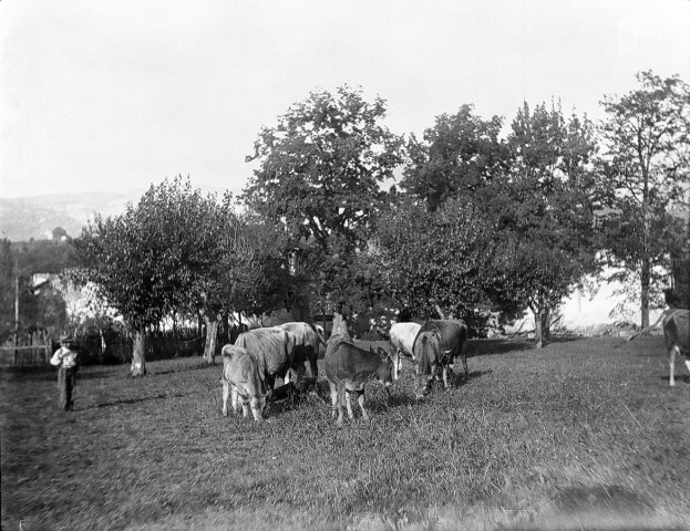 Saint-Thomas-en-Royans.- Bétails de la ferme du domaine de la Chartronnière.