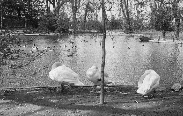 Valence.- Les cygnes du parc Jouvet.