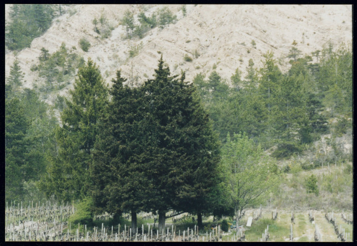 [Vue large de la tombe d'Yvonne Oddon].